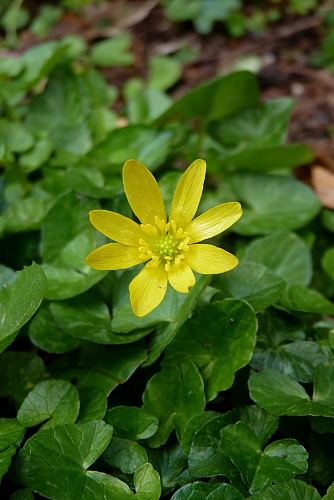 Ficaria verna (= Ranunculus ficaria) - ficaire - Page 2 20100328-1545-ficaire-2x3b