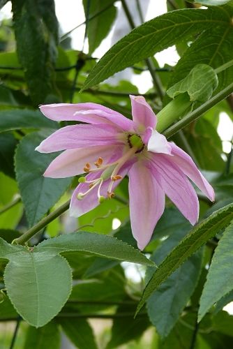 Passiflora tarminiana [identification] 20100813-1737-passiflore-mollissima-2x3-b