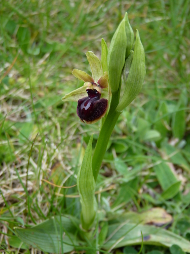 Ophrys sphegodes - Ophrys sphegodes (groupe sphegodes) - ophrys araignée P2390388-ophrys-r