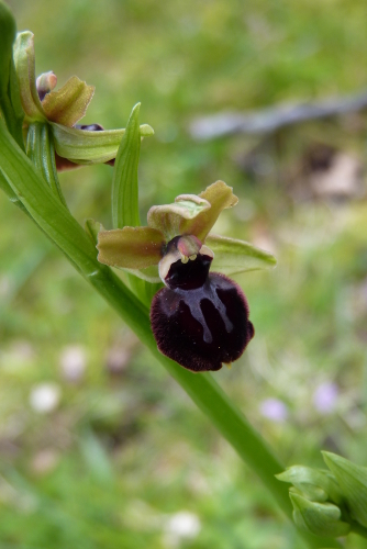 Ophrys sphegodes - Ophrys sphegodes (groupe sphegodes) - ophrys araignée P2390403-ophrys-r