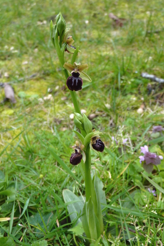 Ophrys sphegodes - Ophrys sphegodes (groupe sphegodes) - ophrys araignée P2390406-ophrys-r