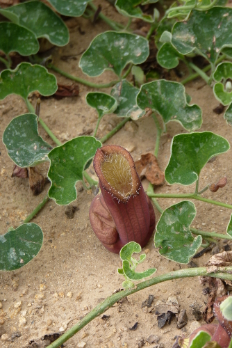 Aristolochia chilensis [identification] P2100140-ok-r