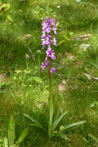 Orchis mascula - orchis mâle P2600983-orchis-male-r