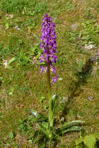 Orchis mascula - orchis mâle P2610030-orchis-male-r