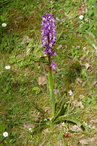 Orchis mascula - orchis mâle P2610033-orchis-male-r